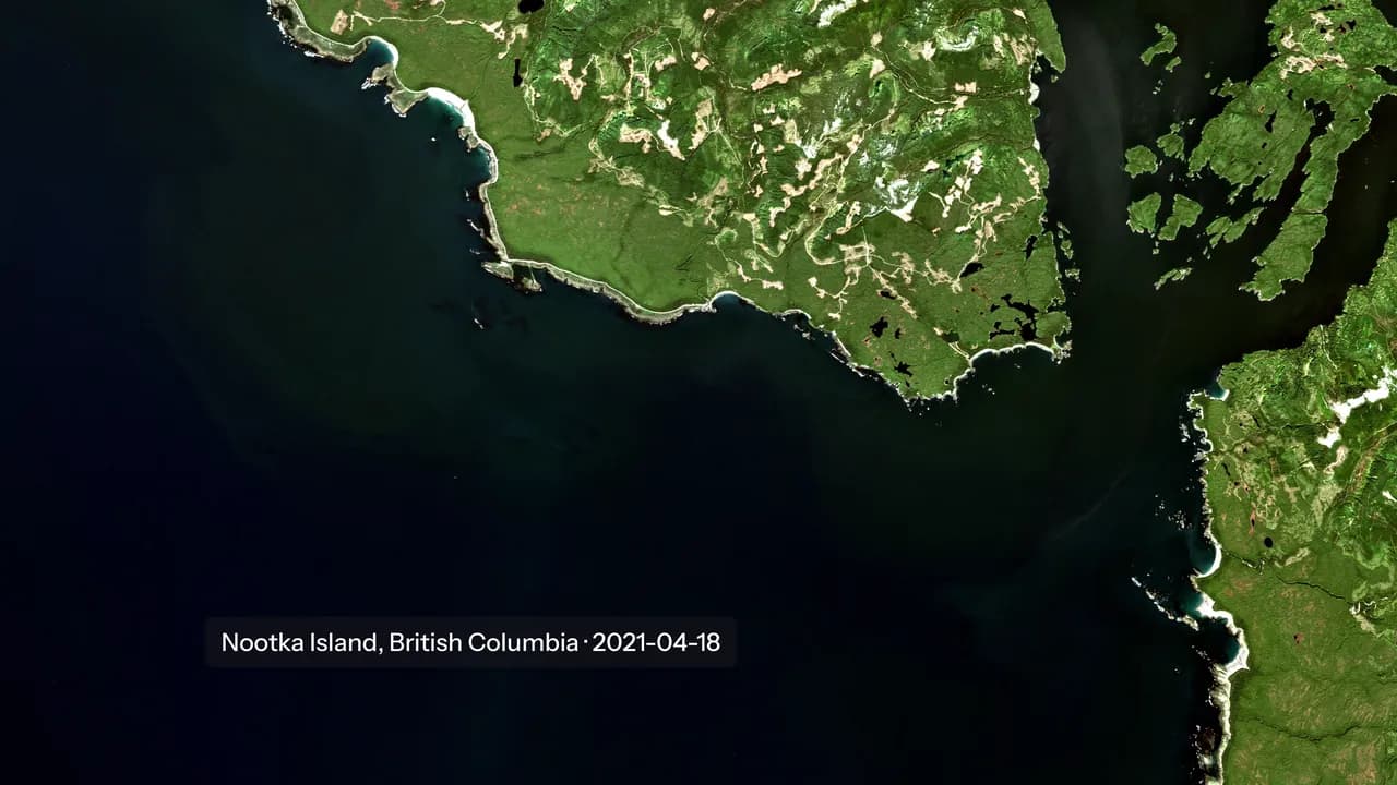 Sentinel-2 view of the coast of Nootka Island, British Columbia, with kelp beds as dark patches near the shore